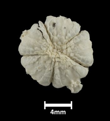 Media type: image;   Invertebrate Zoology OPH-2051 Description: Top down view of single ophiuroid without its disk with a scale bar.;  Aspect: dorsal